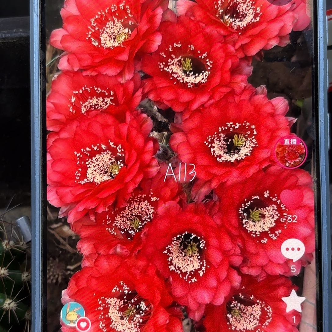 A113五根侧牙四左右