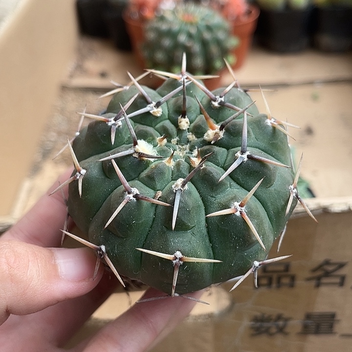 当前无花栽培后可以开花114仙人球开花植物