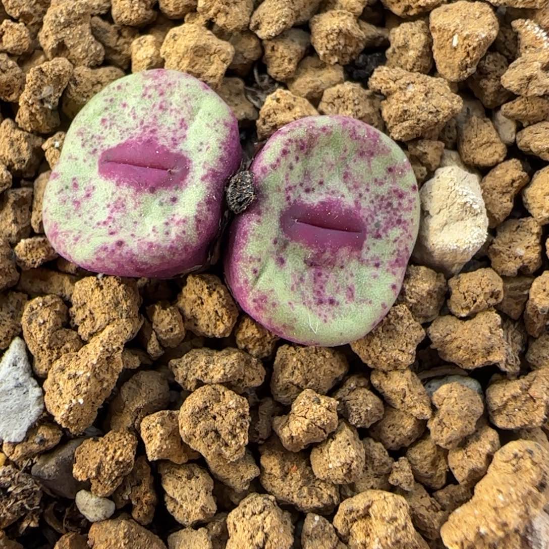 多肉植物外播SE 母本4号