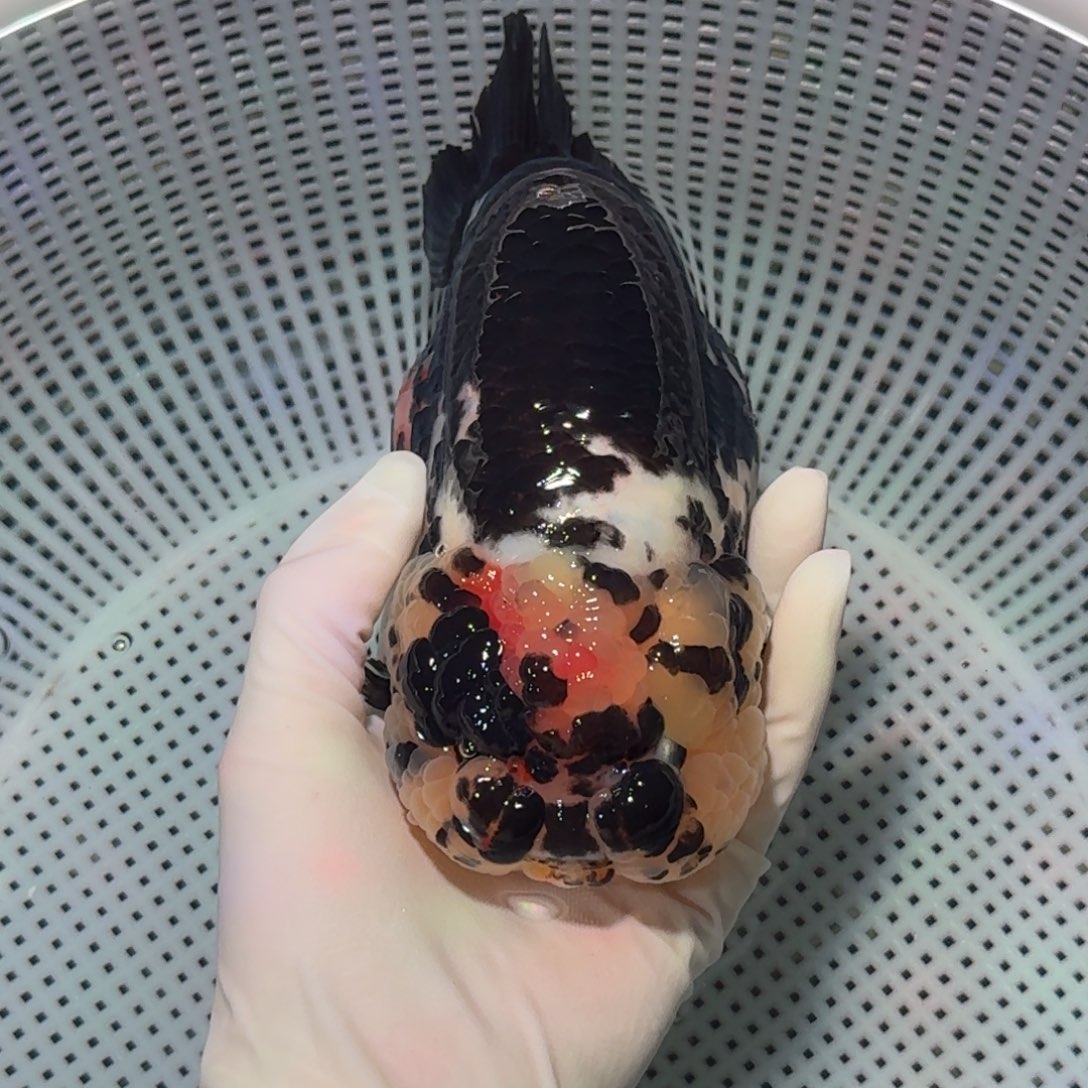 海水鱼精品种鱼兰寿