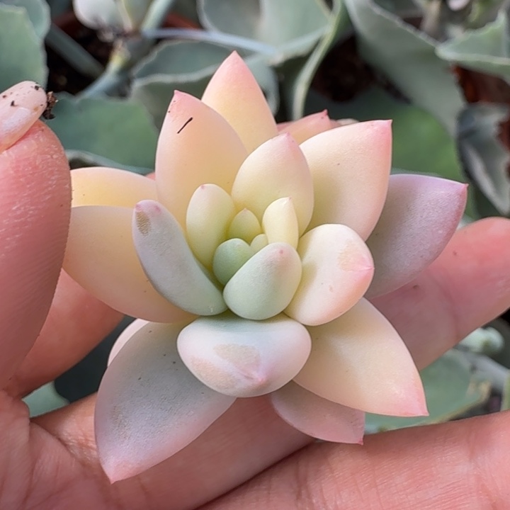 所罗门巨人锦无根