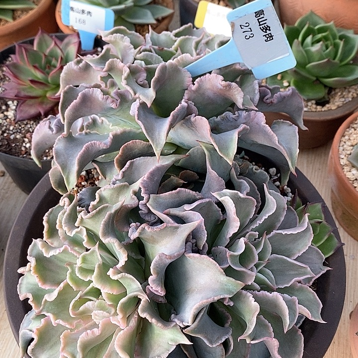 D273- 直播福利 饺子皮