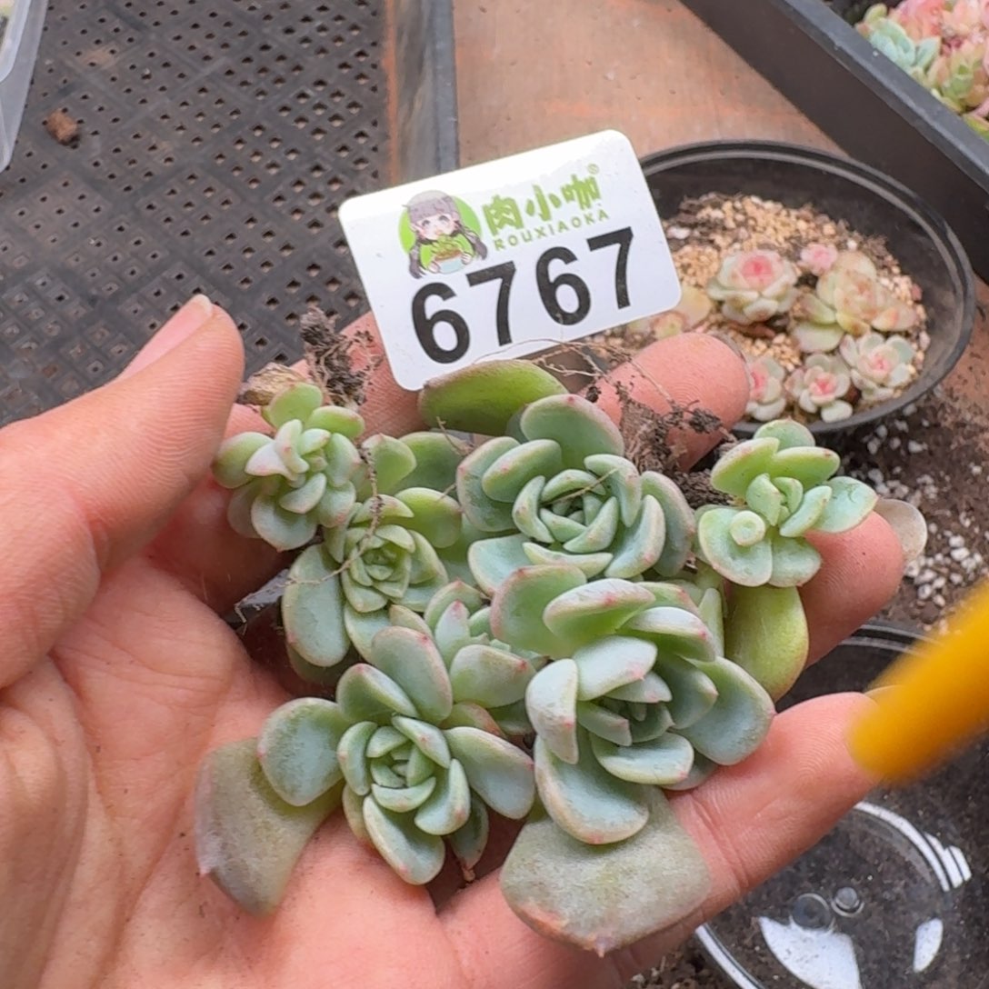 多肉植物多肉植物