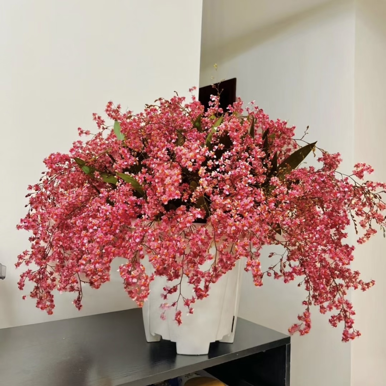 【满堂红】特A级红色梦香兰（50支以上）清香花卉多年生室内阳台易养