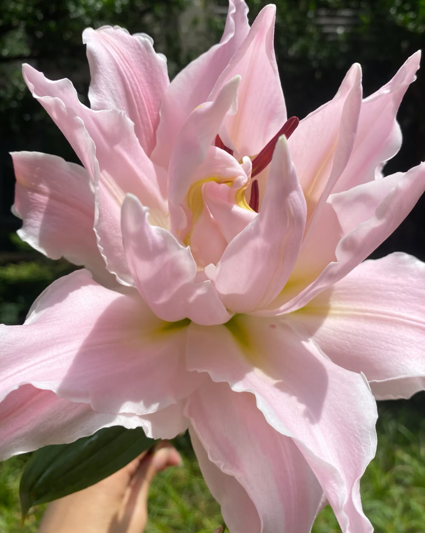 【女神】多头重瓣香水百合 高级粉 清新奶香 送礼首选 