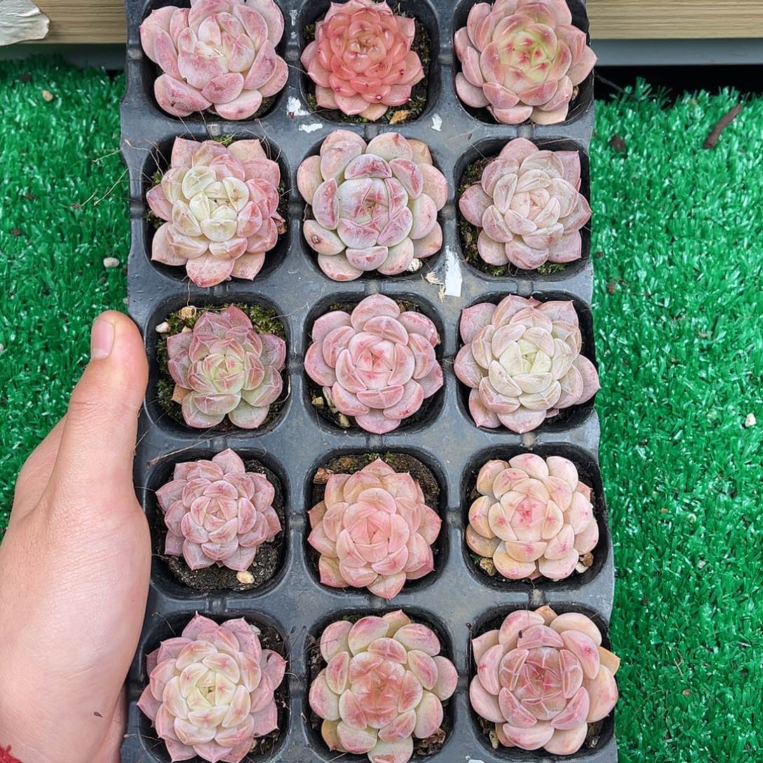 多肉一物一拍11-68