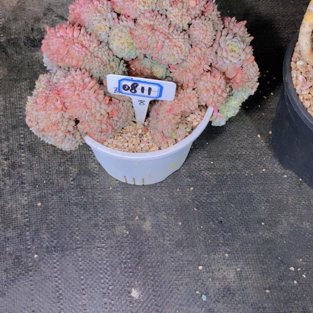 汤****0811白胖子小树缀化