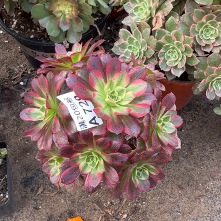 满20包邮，729安娜