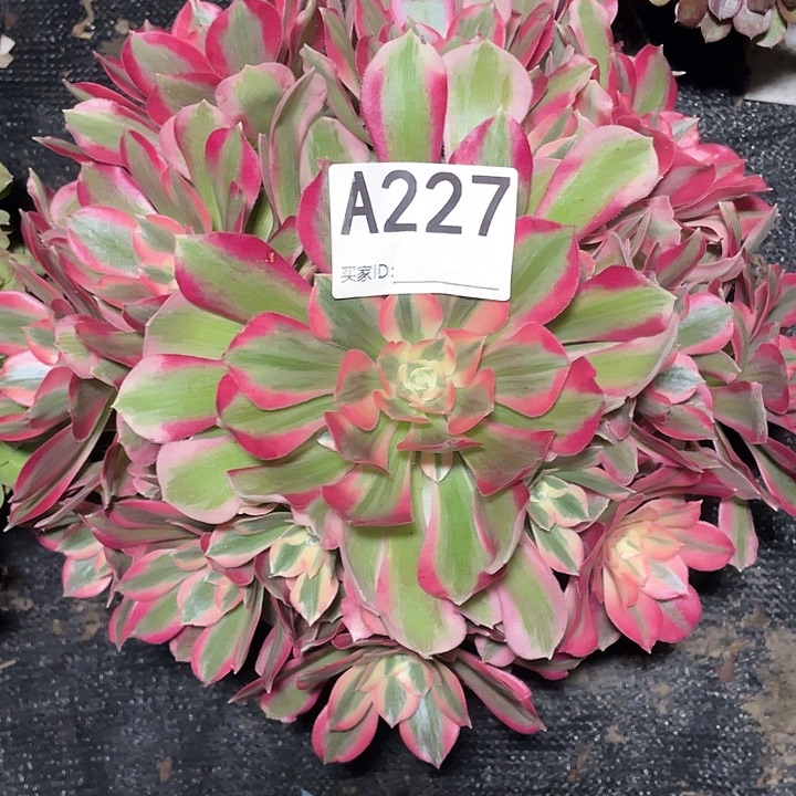 227粉女郎法师3-9花花