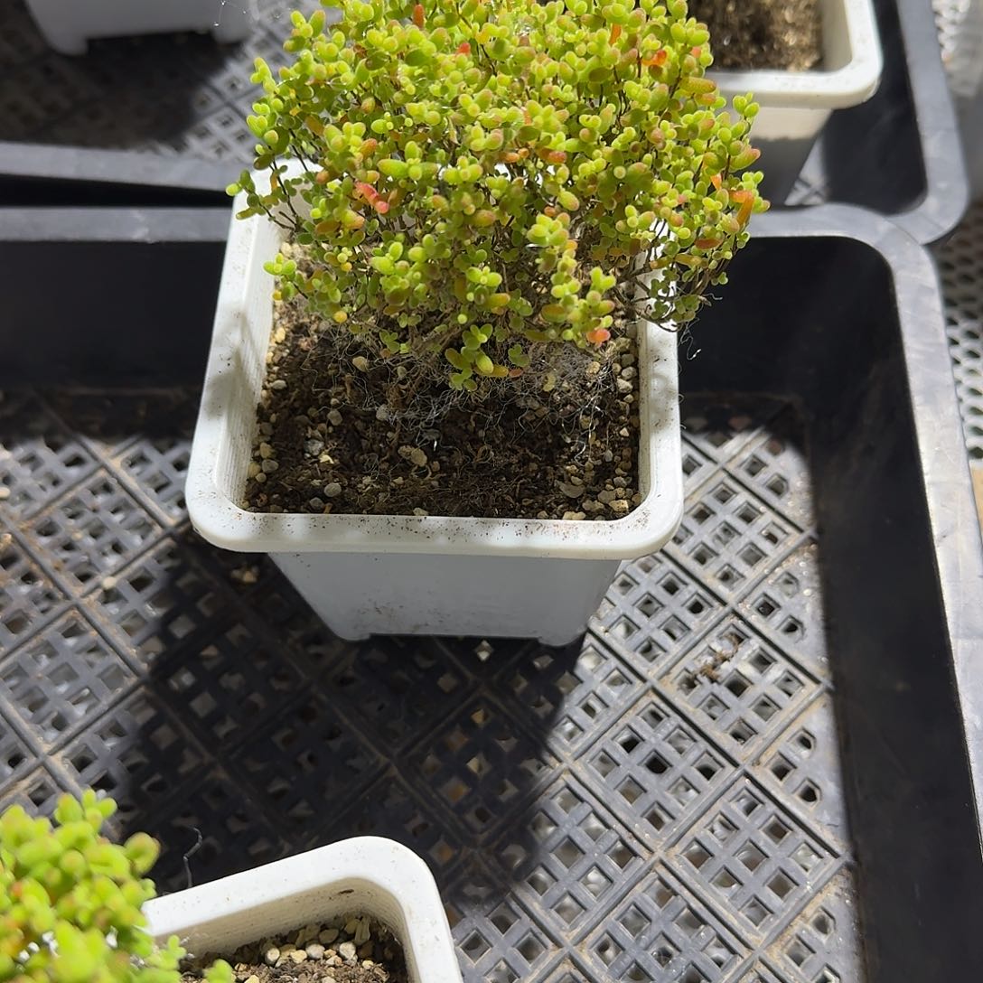 蜜桔糖球多肉植物