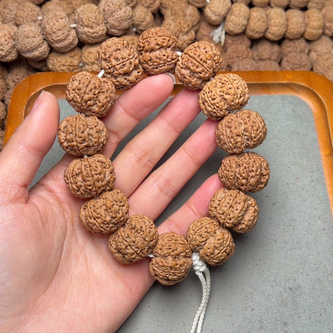 菩提12号金刚菩提深沟梅花24+