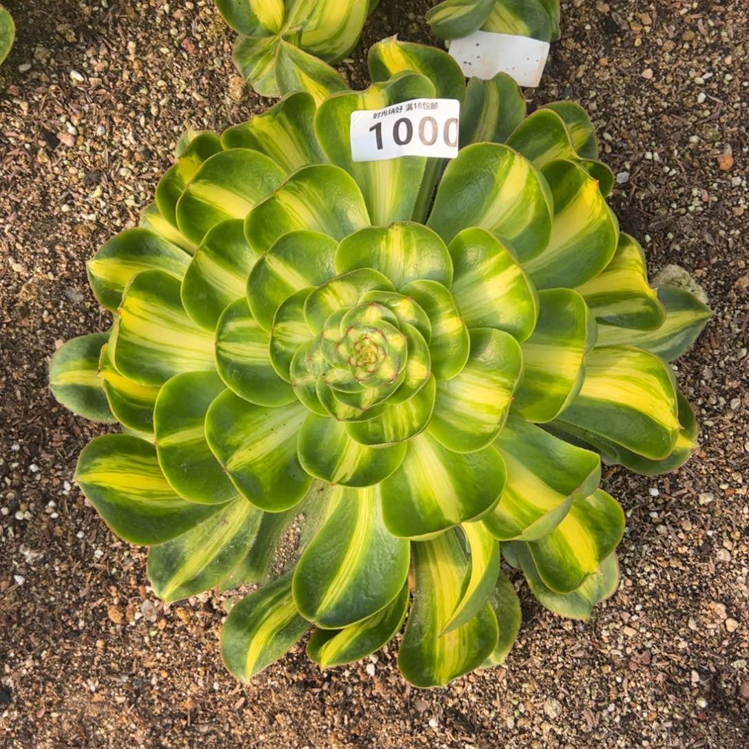 1000暴君多肉植物