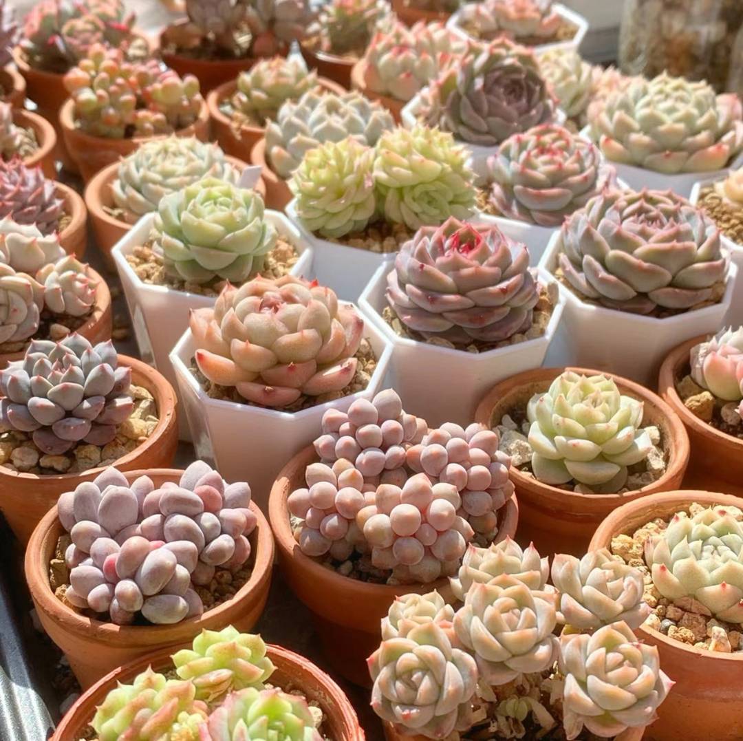 综合链接多肉植物 直播间展示为准 A