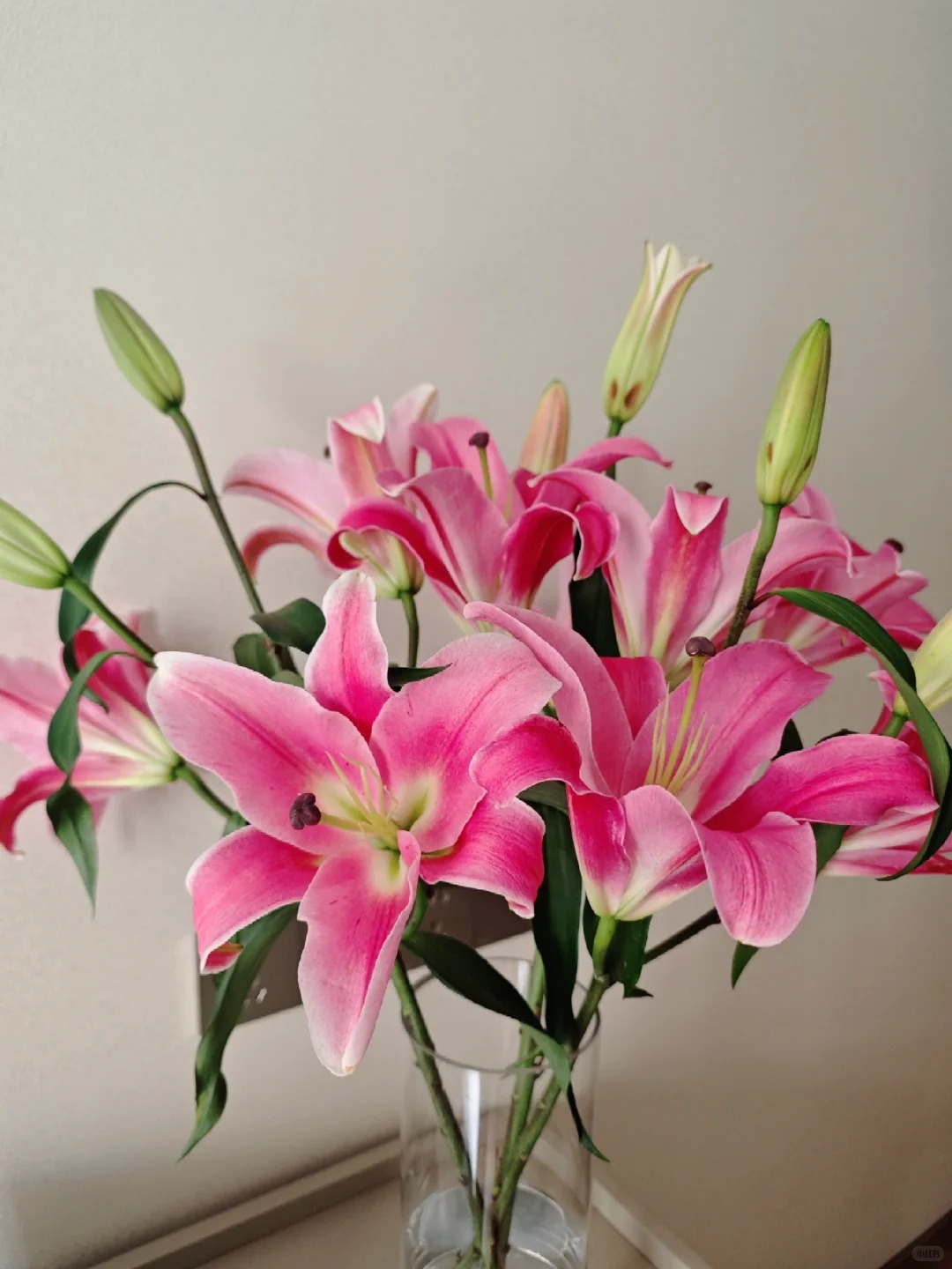 （曼曼）多头普拉芬多香水百合5支  鲜花任意2单包邮