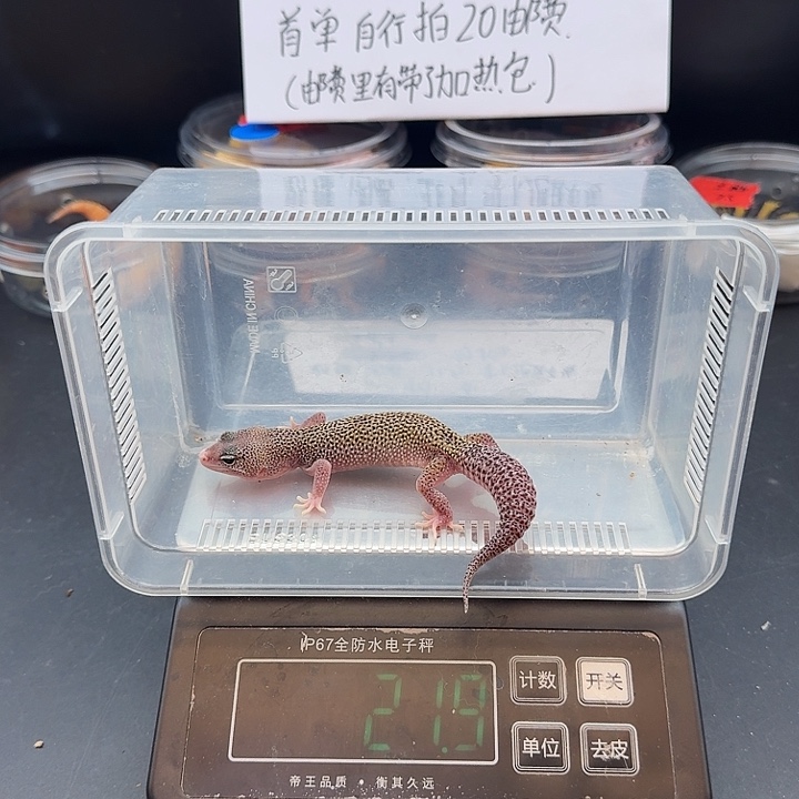 豹纹守宫雪花日蚀