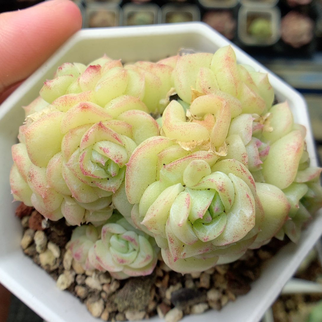 G84白天鹅，20包邮两天凑单偏远不发货