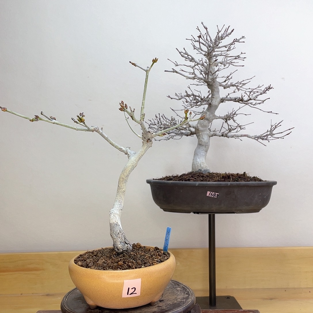 木本琴之系枫树盆栽
