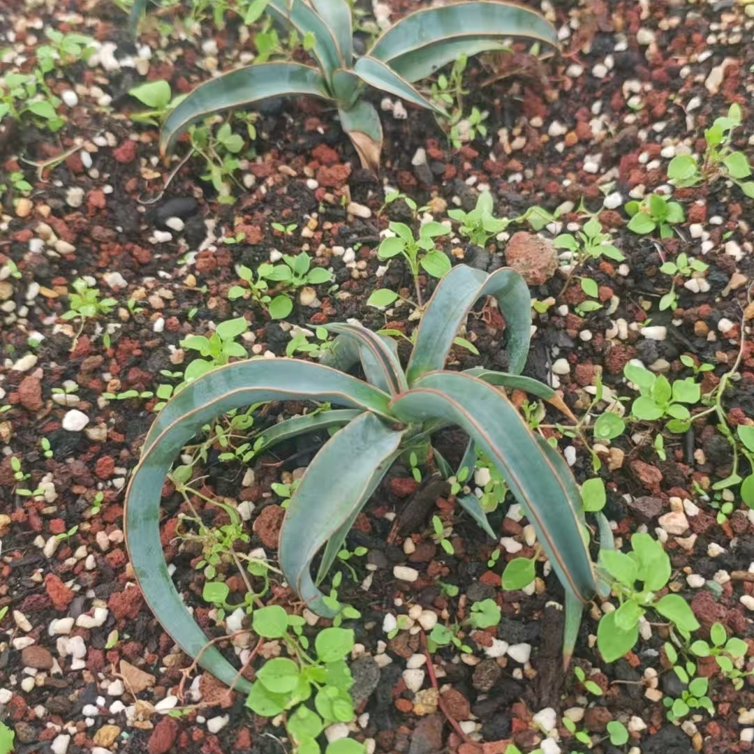荒漠冷门植物香蕉丝兰，yucca  baccata稀有品种，籽播实生，