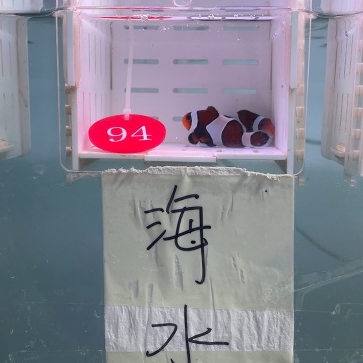 海水鱼精品玛瑙一对4.5