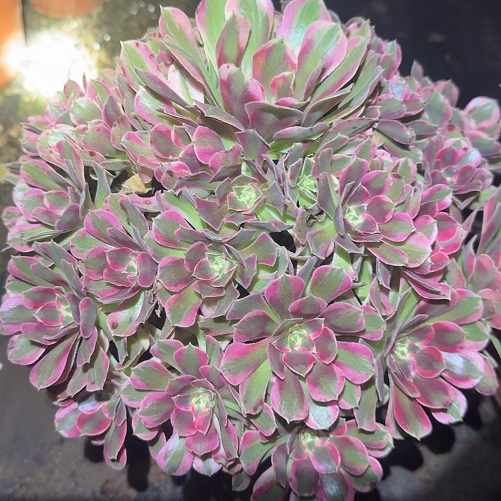 精品粉女巫老桩巨无霸亏本福利