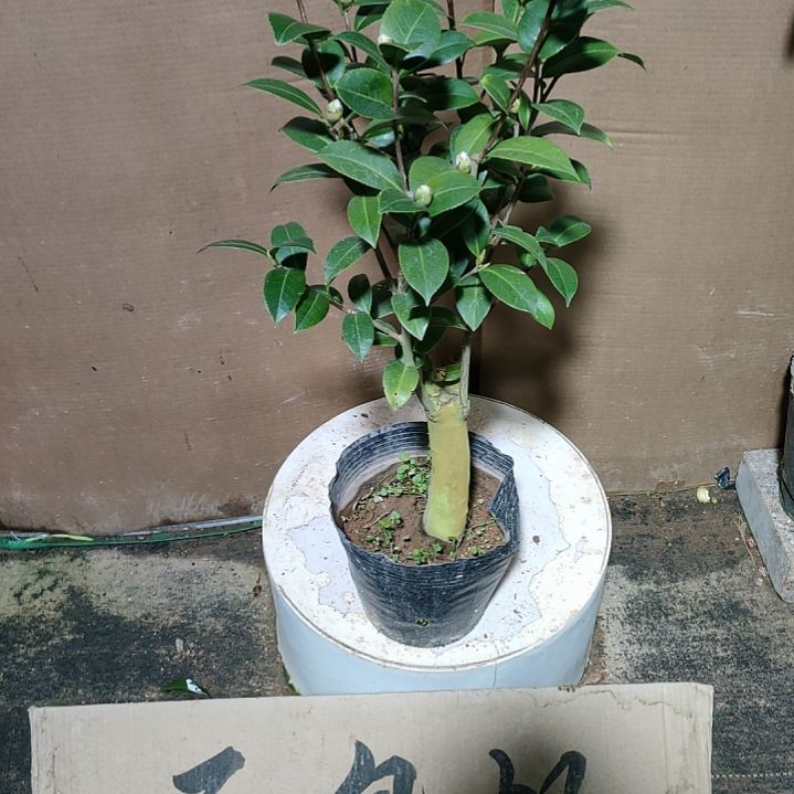 791斑水屋，原盆原土发货，不包邮