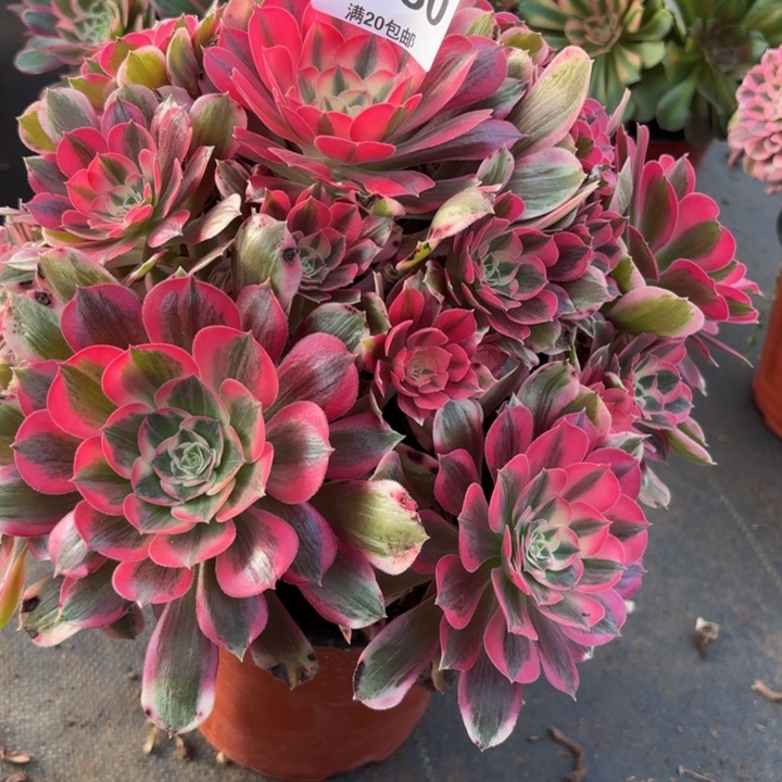 瑞妈，，，，，，380男神，