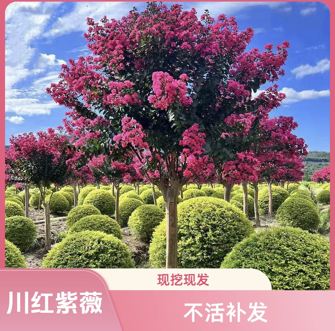 紫薇花树苗庭院老桩花卉盆栽适合室内外种植可用于别墅绿化
