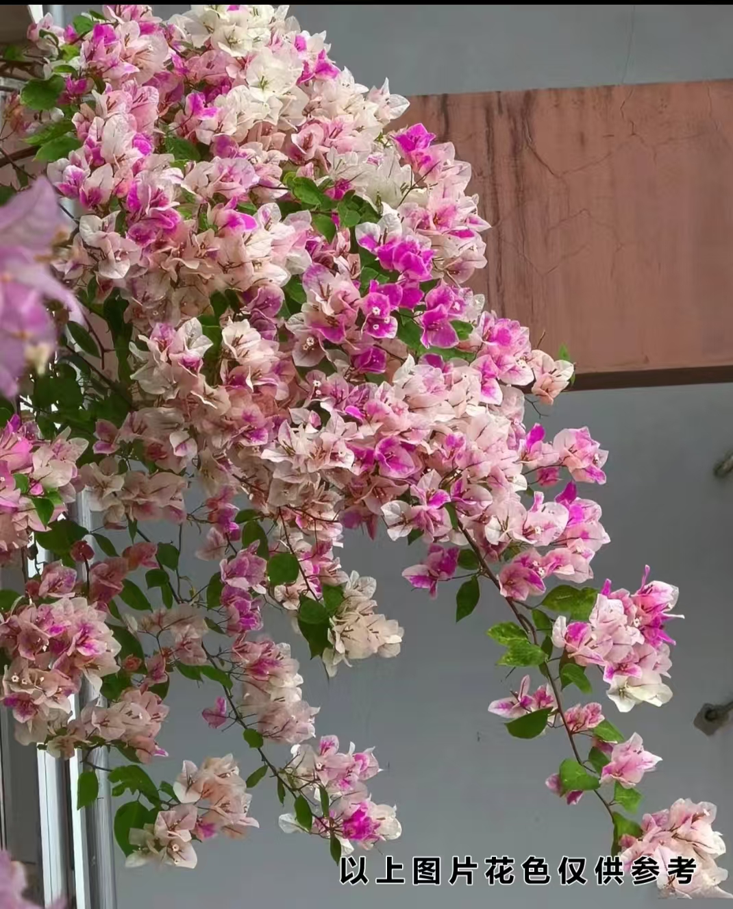 【漳红缨】【包售后一个月】【包对版】三角梅四季开花养爬藤飘枝