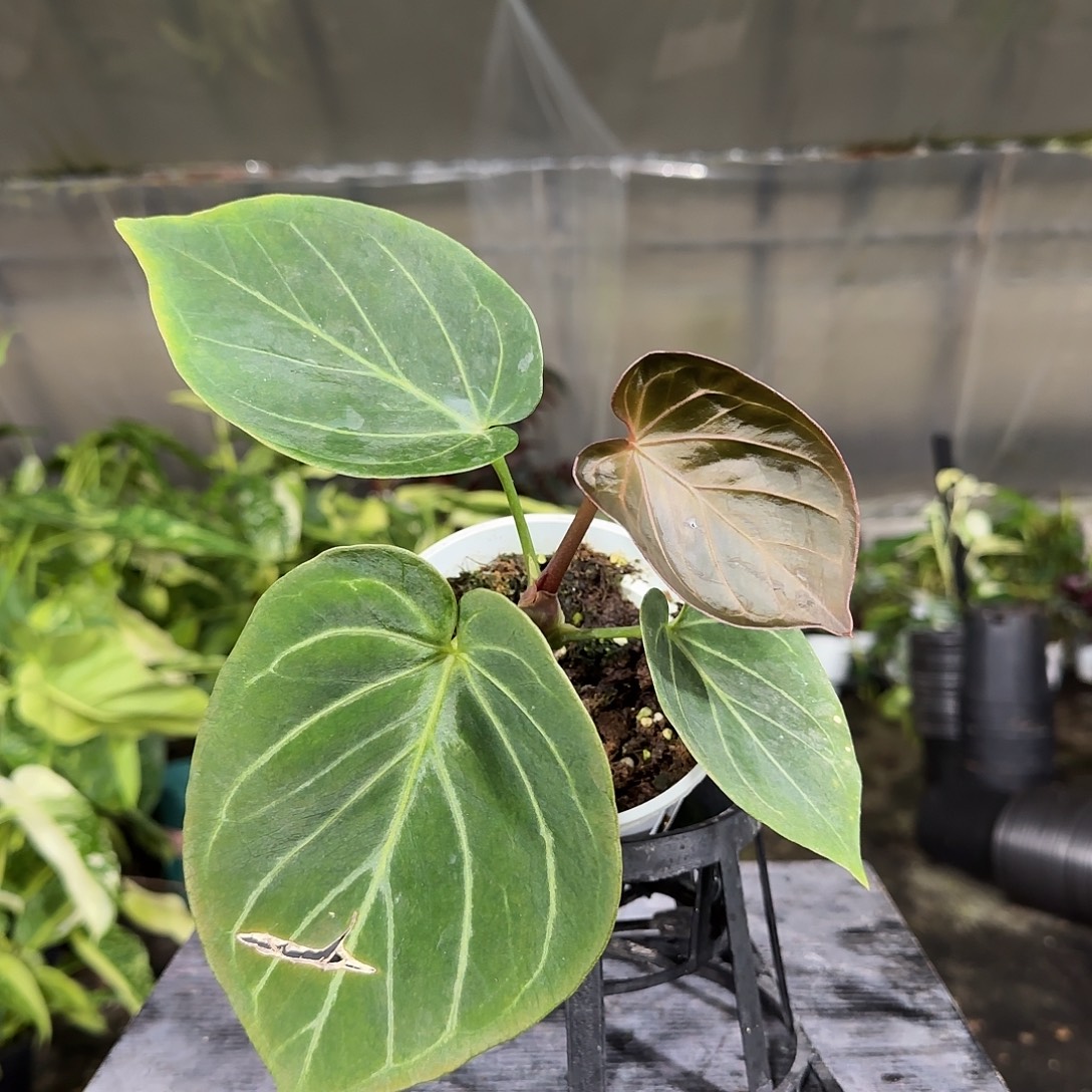 无花朵Kos王牌花烛