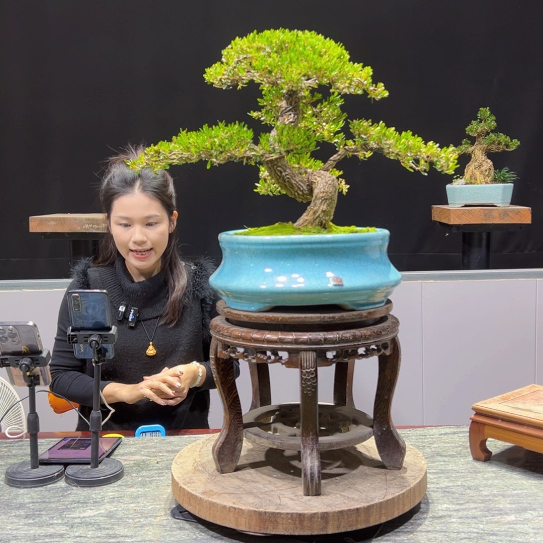 绿植黄杨盆景?***、盆景