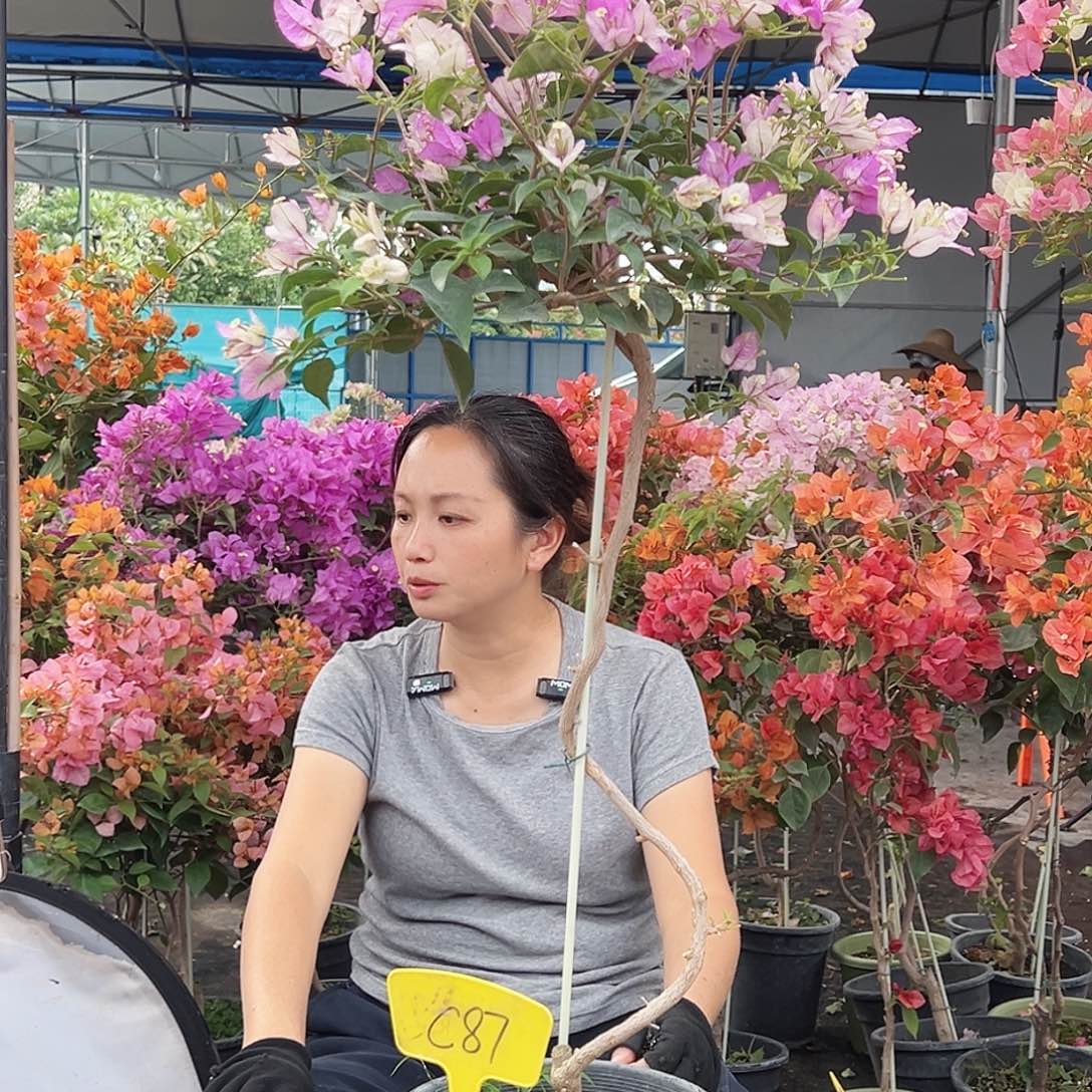 用***1大部分花苞少量开放C87雪紫