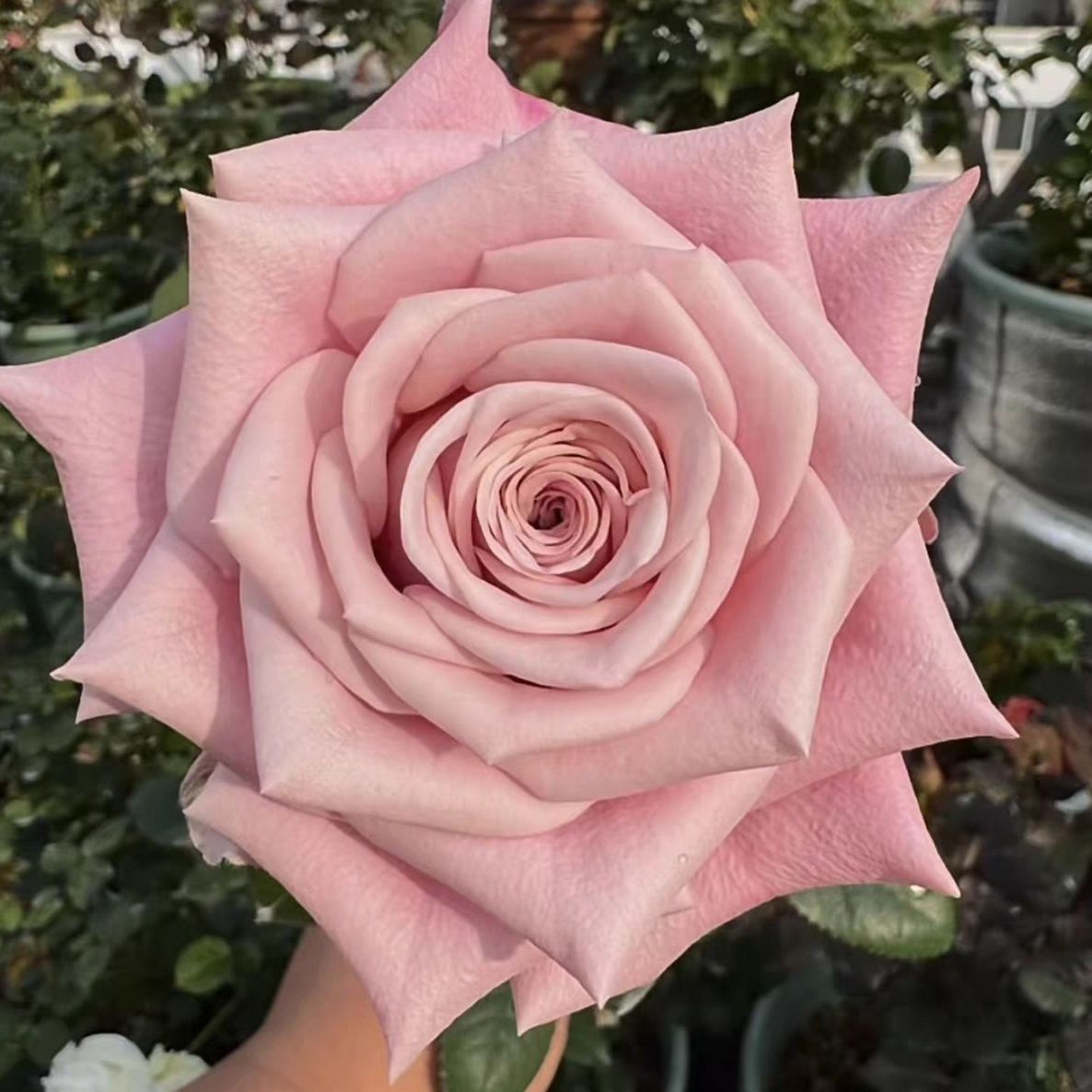懂花帝超新品合集切花玫瑰庭院阳台盆栽根接月季小苗