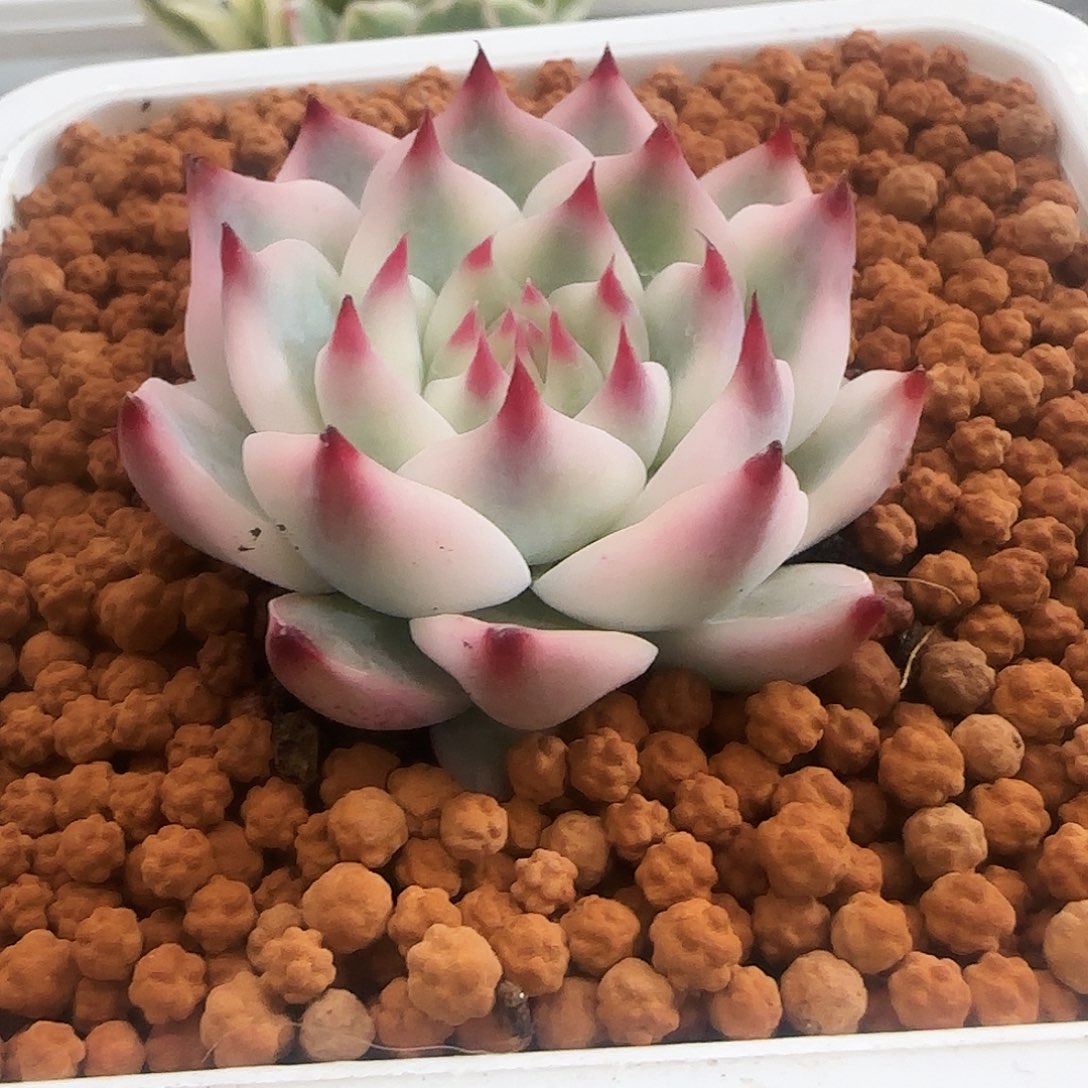 吉娃娃锦多肉植物锦