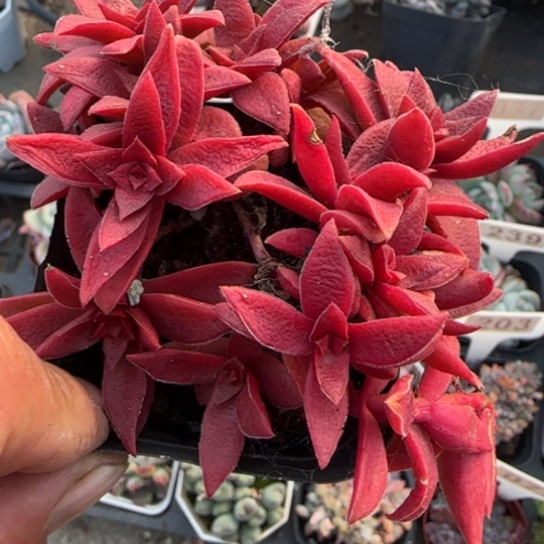 375红叶姬多肉植物多