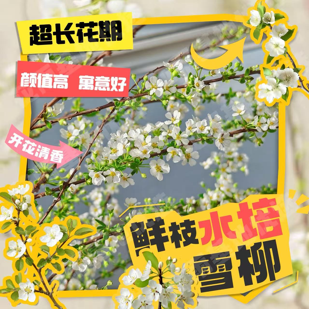 【云南雪柳】鲜枝带绿芽孢发丨花苞耐寒室内开花水培植物（不卖干枝）