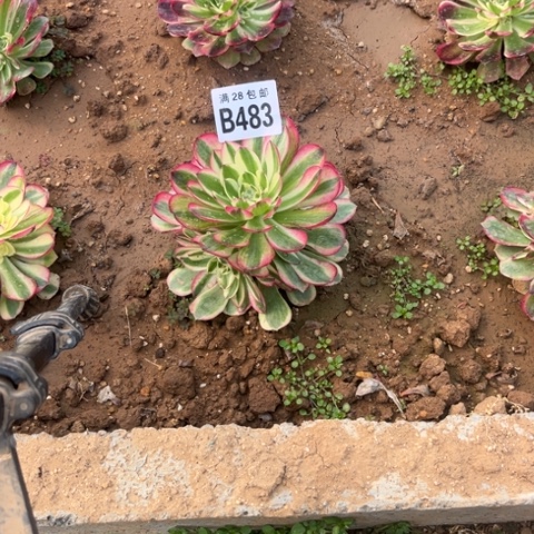 483玉芙蓉不包断枝