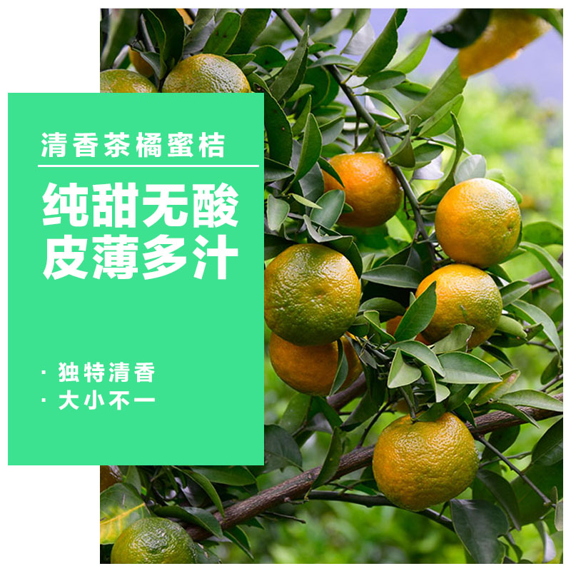 京东生鲜&清香橘蜜桔茶桔清香桔青龙桔爆甜无酸青皮蜜橘