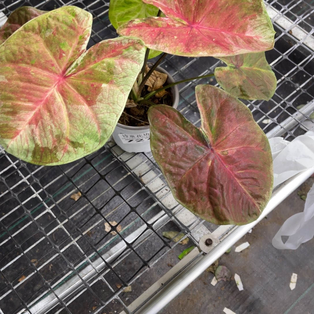 小****无花朵               727锦鲤不包售后