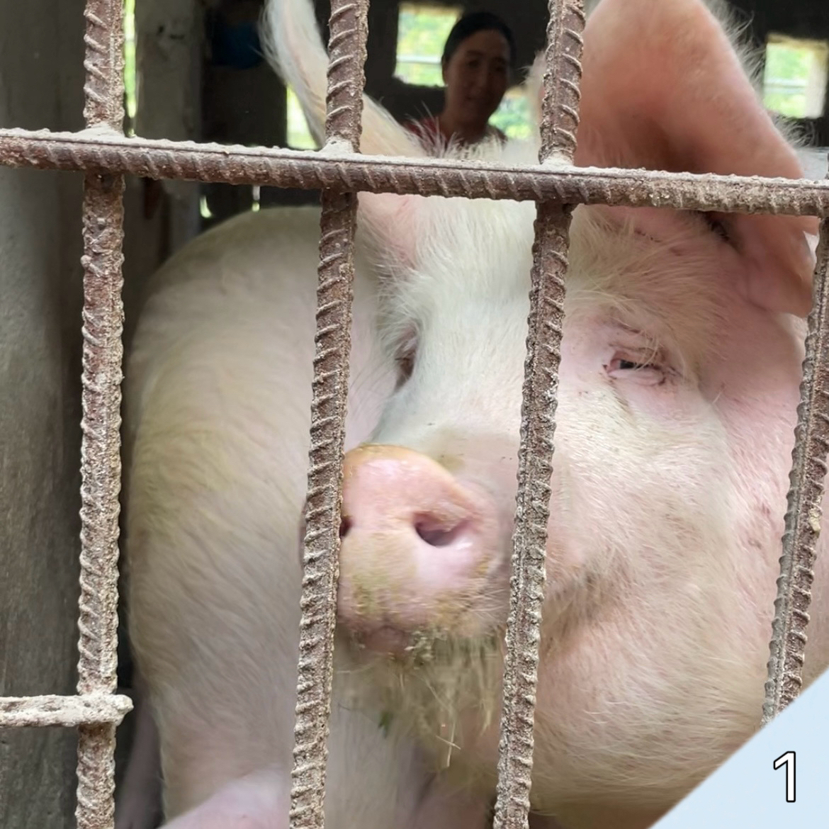 【一号链接】土猪熟食杂粮土猪肉城口猪猪侠链接现场称重