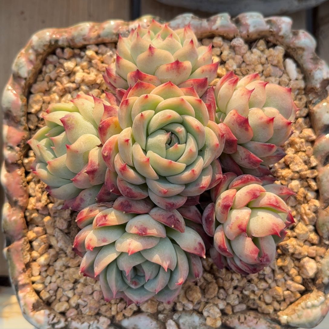 好姑娘多肉，粉水晶