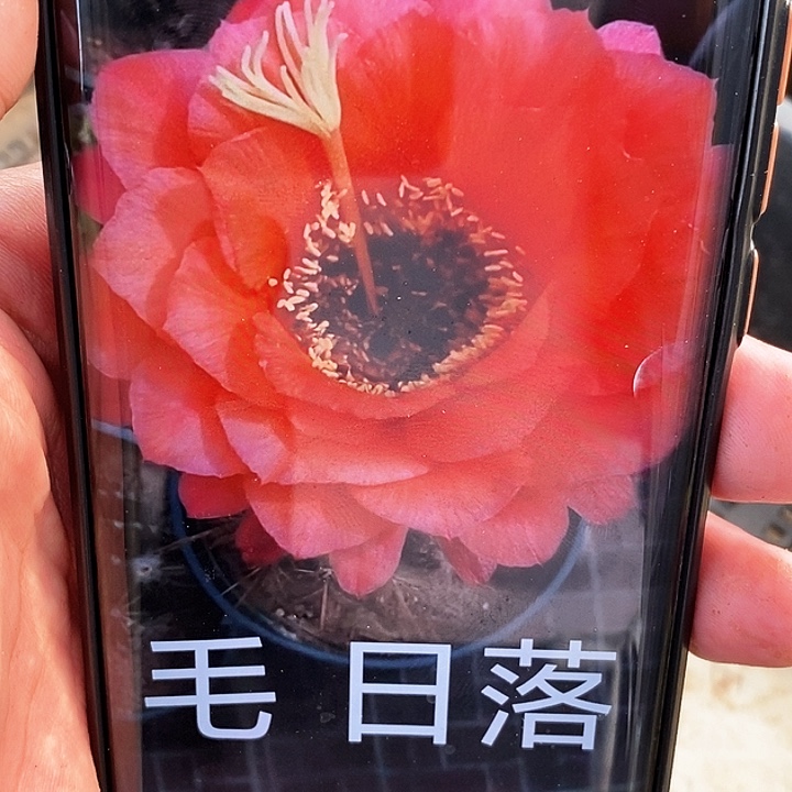 毛 日落/侧芽歪20包邮/