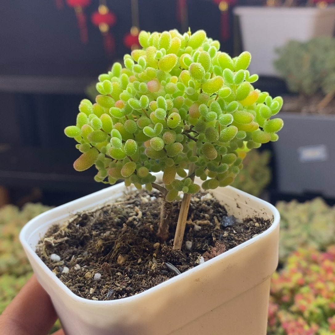 90号蜜橘糖球枝干多肉