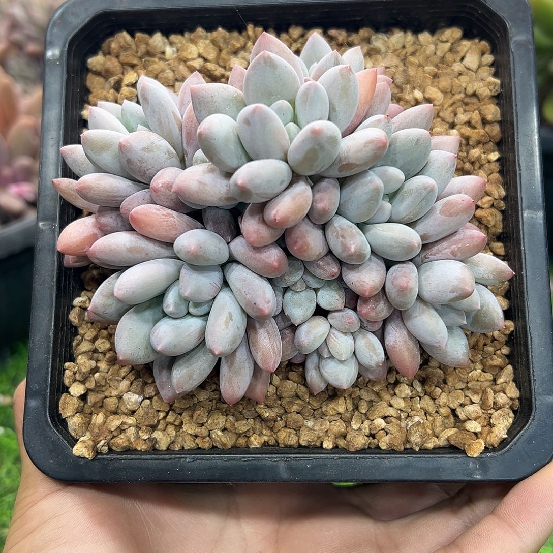 12025219 香所美人8头小叶