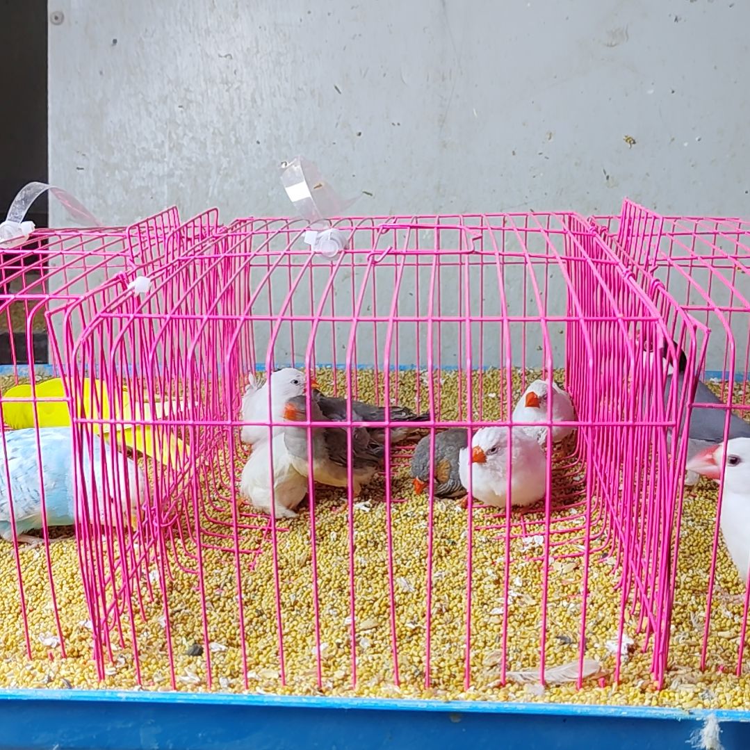 开***魚文鸟特价珍珠鸟四白六灰