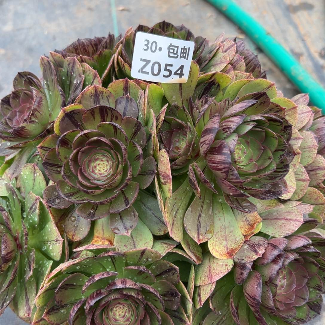 054万拉丝合多肉法师