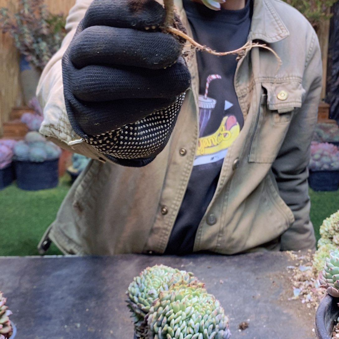 春****开54 号玛瑙缀化