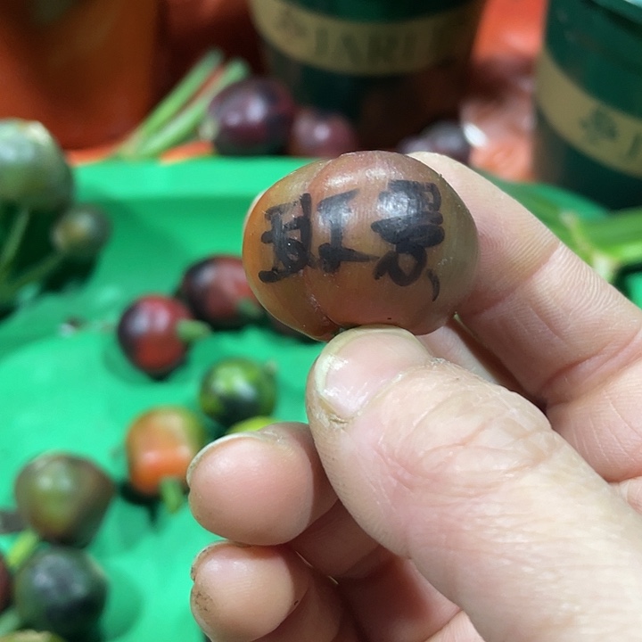 奔***哥完全开放君子兰四季开花稀释甲醛