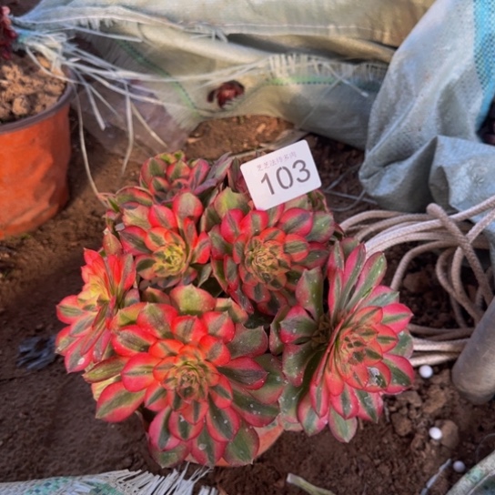 倾城1号棚103多肉植物