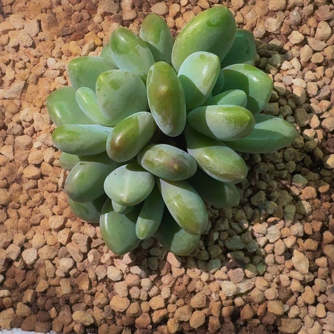 奶龙 3头 一物一拍