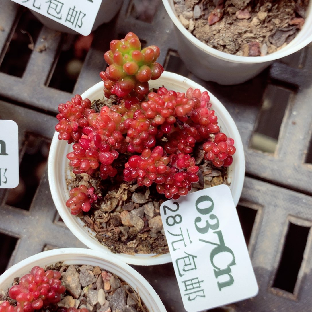 5厘米盆精控多肉0037